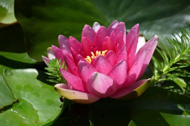 Güzel çiçek açan nilüfer çiçekleri yaz günü gölette büyür. 