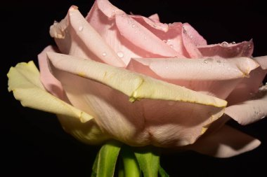 Koyu arkaplanda güzel bir gül, yaz konsepti, yakın görüş  