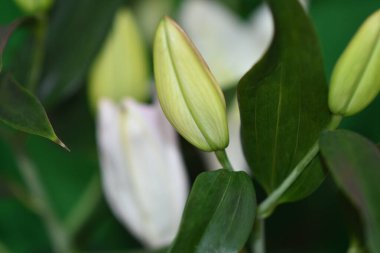 Bulanık arka planda güzel zambak çiçekleri, yaz konsepti, yakın görüş  
