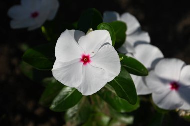 Dışarıda yetişen güzel çiçekler, yaz konsepti, yakın manzara.  