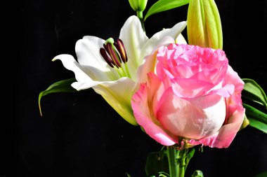 Koyu arkaplanda güzel çiçekler, yaz konsepti, yakın manzara  