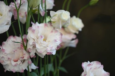 Karanlık arka planda güzel Eustoma çiçekleri, yaz konsepti, yakın görüş  