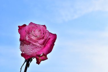 Mavi arka planda güzel çiçekler