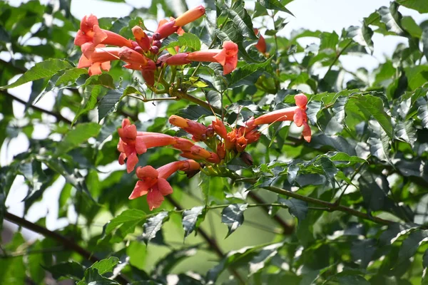 Vackra Blommor Växer Utomhus Sommar Koncept Nära Utsikt — Stockfoto