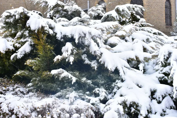Kış Günü Parkta Karla Kaplı Ağaç Dalları — Stok fotoğraf