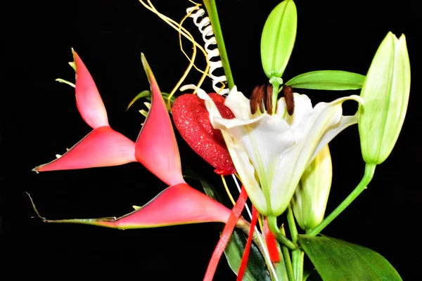 Hermosas Flores Sobre Fondo Oscuro Concepto Verano Vista Cercana —  Fotos de Stock