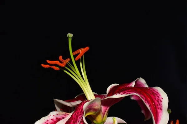 Kauniit Kukat Tummalla Pohjalla Kesäkonsepti Lähikuva — kuvapankkivalokuva