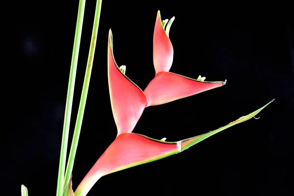 暗い背景に美しいヘリコニアの花夏のコンセプト近景 — ストック写真
