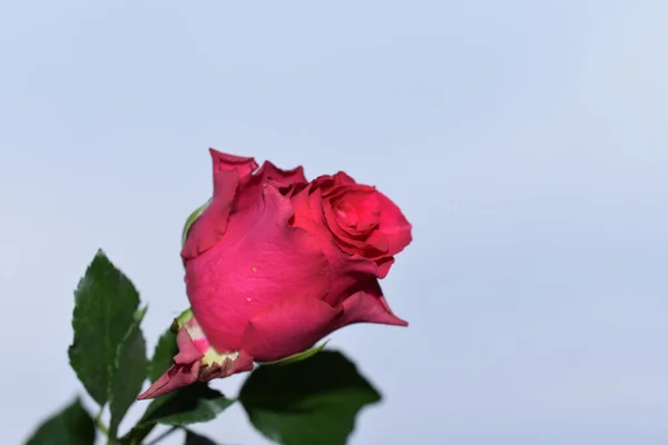 Mooie Bloemen Blauwe Lucht Achtergrond — Stockfoto