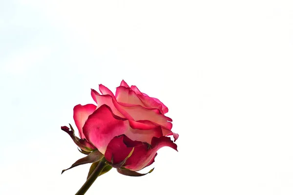 Smuk Rose Lys Baggrund Sommer Koncept Tæt Visning - Stock-foto