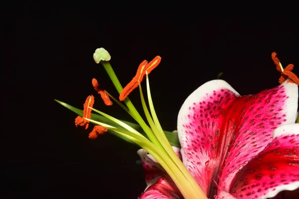 Mooie Bloemen Donkere Achtergrond Zomerconcept Close View — Stockfoto