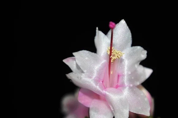 Bellissimo Fiore Decembrista Sfondo Scuro Concetto Estivo Vista Vicino — Foto Stock