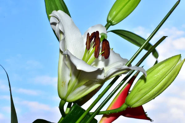 Hermosas Flores Rosadas Sobre Fondo Azul Del Cielo —  Fotos de Stock