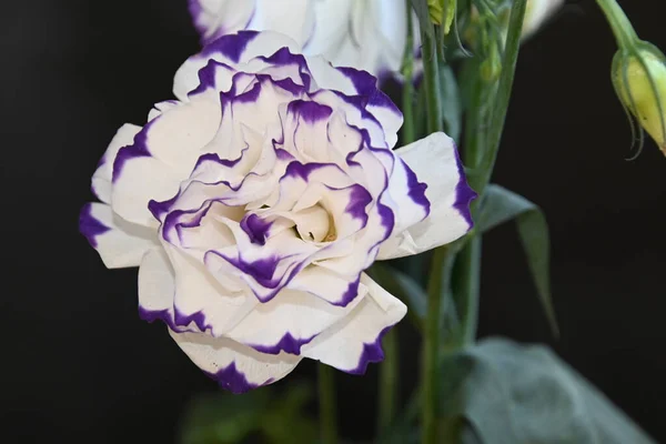 Bellissimi Fiori Eustoma Sfondo Scuro Concetto Estivo Vista Vicino — Foto Stock