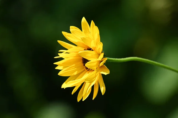 Bela Flor Crescendo Livre Conceito Verão Vista Perto — Fotografia de Stock