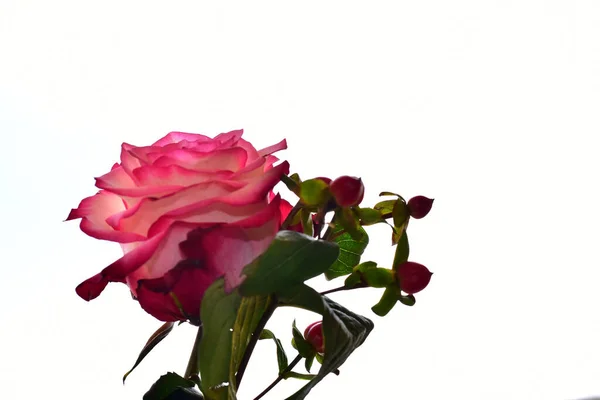 Piękna Róża Jasnym Tle Koncepcja Latem Widok Bliska — Zdjęcie stockowe