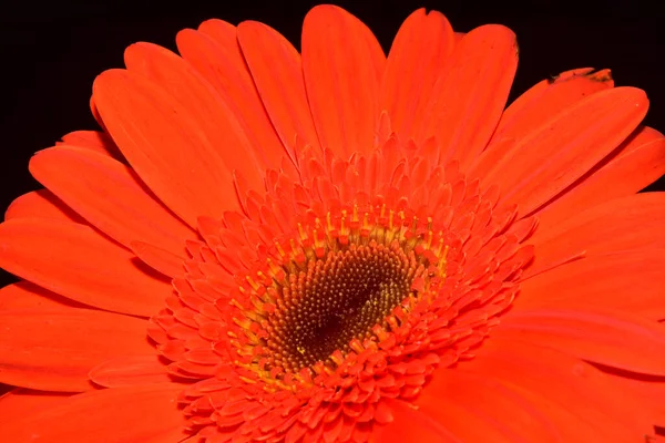 Bela Gerbera Fundo Escuro Conceito Verão Vista Perto — Fotografia de Stock