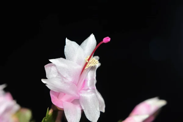 Bellissimi Fiori Decembristi Sfondo Scuro Concetto Estivo Vista Vicino — Foto Stock