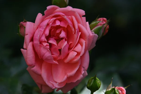 Gyönyörű Eustoma Virág Növekvő Szabadban Nyári Koncepció Közelről — Stock Fotó