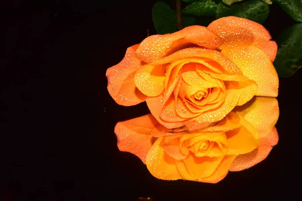 Schöne Rosenblüte Mit Reflexion Auf Dunklem Hintergrund Sommerkonzept Nahsicht — Stockfoto