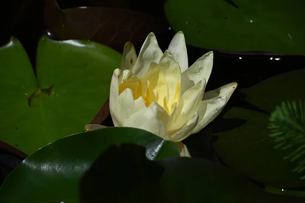 Hermoso Loto Floreciente Creciendo Estanque Día Verano — Foto de Stock