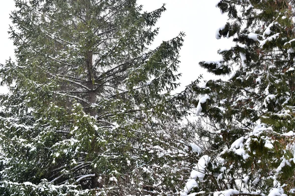 Ramas Árboles Cubiertas Nieve Parque Día Invierno —  Fotos de Stock