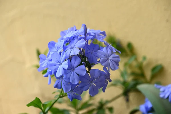 Dışarıda Yetişen Güzel Çiçekler Yaz Konsepti Yakın Manzara — Stok fotoğraf