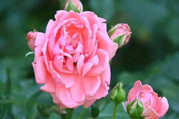 Belas Rosas Flores Crescendo Jardim Verão Dia Ensolarado — Fotografia de Stock