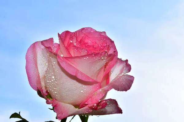 Beautiful Flowers Blue Sky Background — Stock Photo, Image