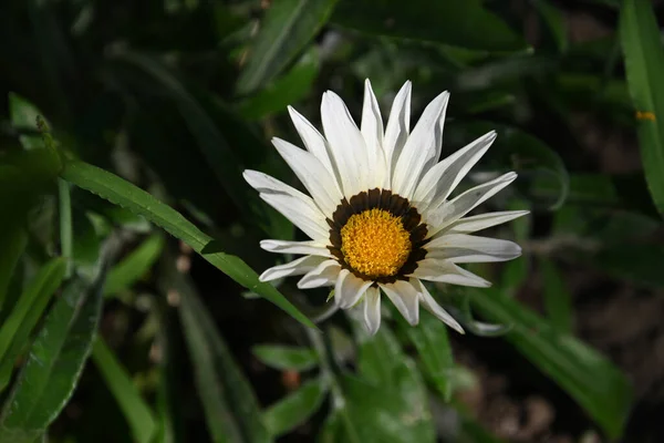 Hermosa Flor Que Crece Aire Libre Concepto Verano Vista Cercana — Foto de Stock