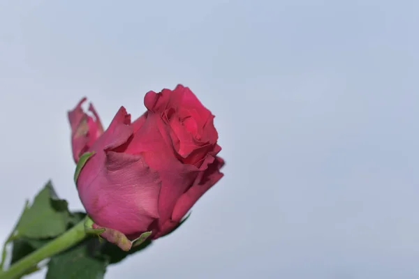 Mooie Bloemen Blauwe Lucht Achtergrond — Stockfoto