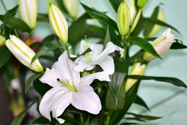 bouquet of beautiful flowers on dark background, summer concept, close view  