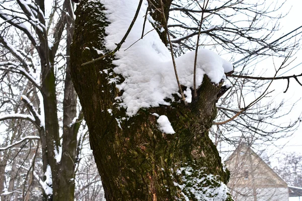 Snow Covered Tree Branches Park Winter Day — Stock Photo, Image