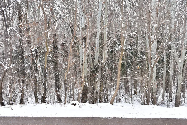 Branches Arbres Couvertes Neige Dans Parc Jour Hiver — Photo