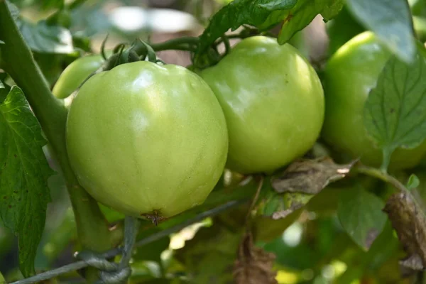 Tomates Bonitos Que Crescem Livre Conceito Verão Vista Próxima — Fotografia de Stock