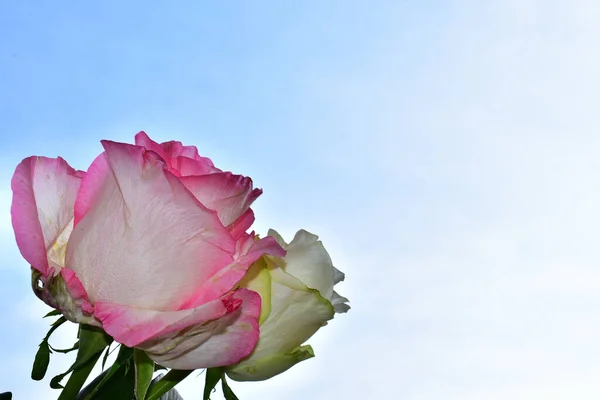 青い空に美しい花を咲かせ — ストック写真