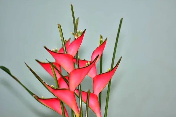 Buquê Flores Bonitas Fundo Escuro Conceito Verão Vista Próxima — Fotografia de Stock