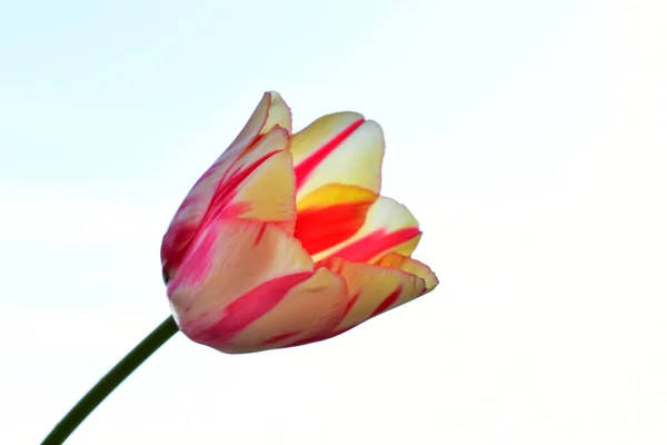 Fragile Tulpenblüte Auf Blauem Himmelshintergrund — Stockfoto