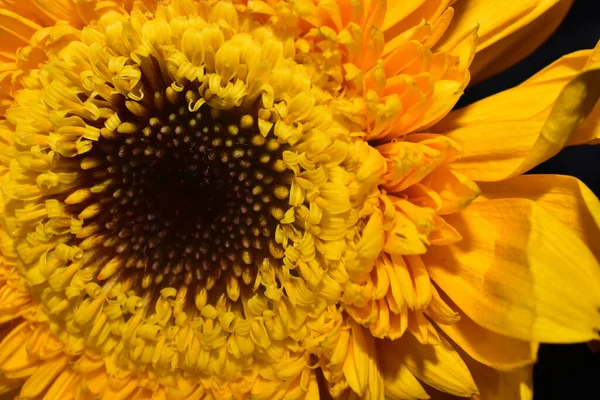 Belle Gerbera Sur Fond Sombre Concept Été Vue Rapprochée — Photo