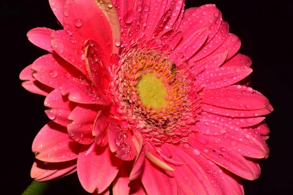 Beautiful Gerbera Dark Background Summer Concept Close View — Stock Photo, Image