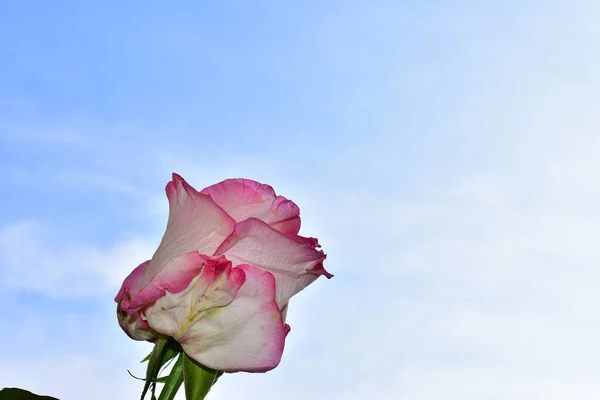 青い空に美しい花を咲かせ — ストック写真