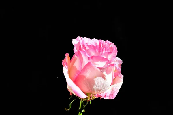 Beautiful Rose Dark Background Summer Concept Close View — Stock Photo, Image