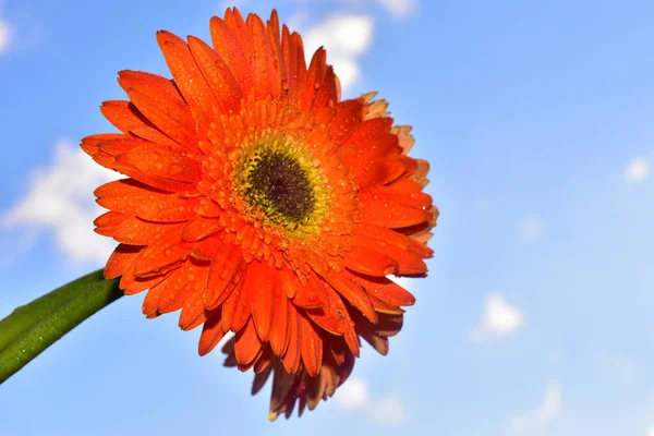 Красиві Квіти Фоні Блакитного Неба — стокове фото