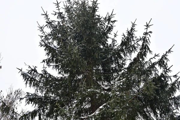 Branches Arbres Couvertes Neige Dans Parc Jour Hiver — Photo