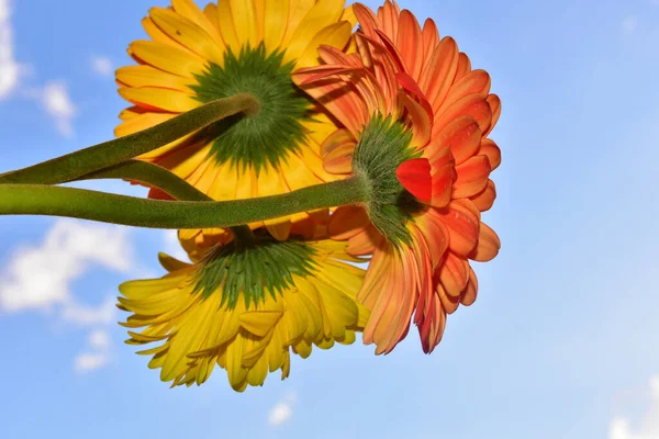 ดอกไม สวยงามบนพ นหล — ภาพถ่ายสต็อก
