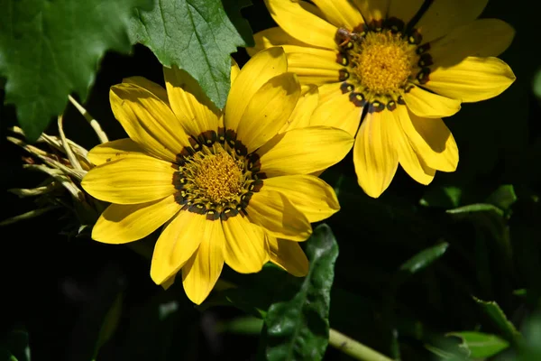 Hermosas Flores Que Crecen Aire Libre Concepto Verano Vista Cercana — Foto de Stock