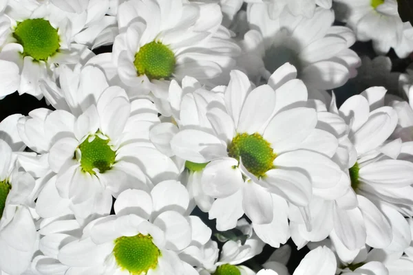 Ramo Hermosas Flores Sobre Fondo Oscuro Concepto Verano Vista Cercana —  Fotos de Stock