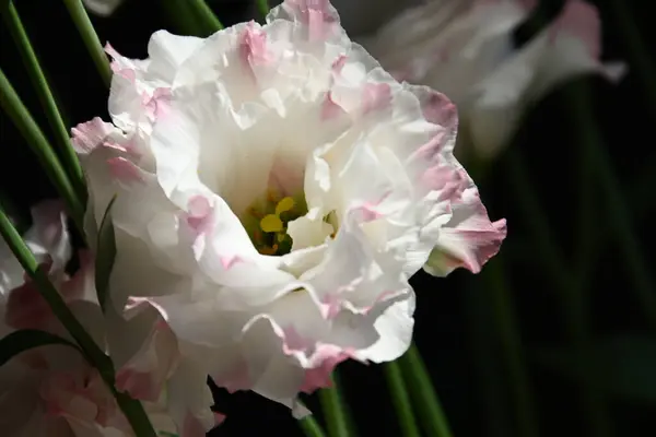 Belas Flores Eustoma Fundo Escuro Conceito Verão Vista Perto — Fotografia de Stock