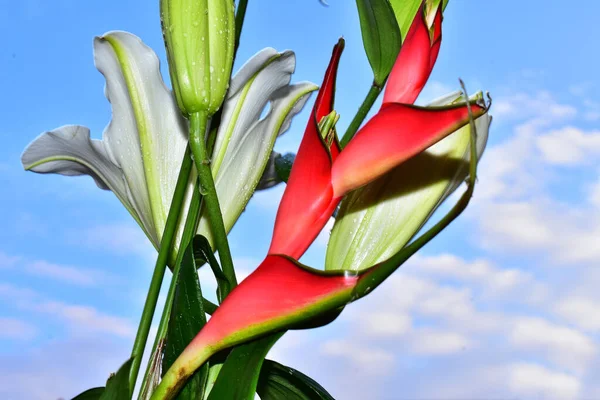 Krásné Růžové Květy Modré Obloze Pozadí — Stock fotografie