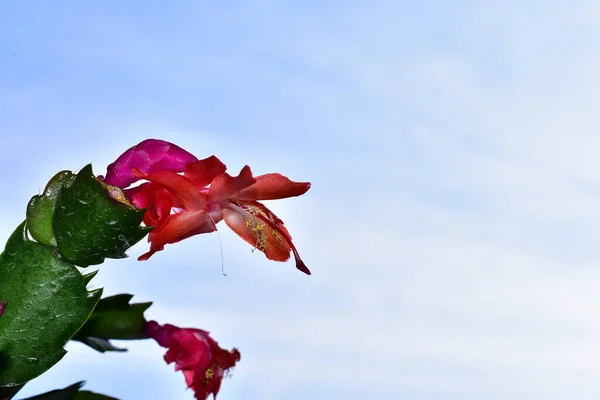 Красивые Цветы Голубом Фоне Неба — стоковое фото